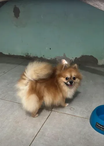 Spitz alemão fêmea miniatura 