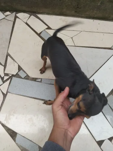 Venda de Pinscher macho 500 dois anos vacinado não é castrado 
