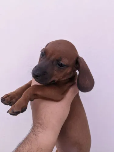 Filhote de Dachshund fêmea caramelo