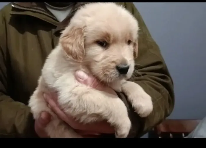 Golden Retriever! Machinhos disponíveis <br>Contato Whats *<br>Pelotas/Laranjal 