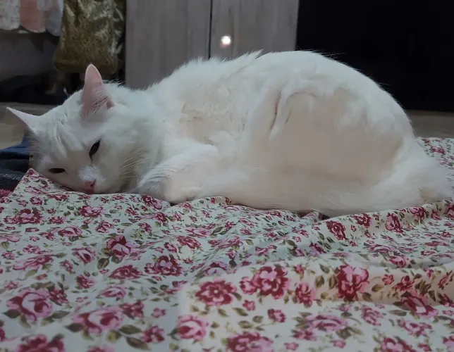 Doação de gato  Angorá 1 ano