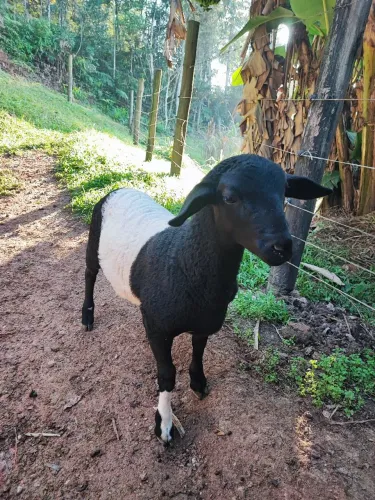 Borrego pintado mãe Santa Inês pai dorper 