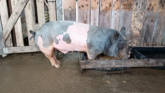 Mini pig x caruncho