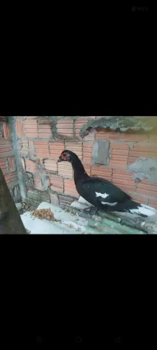 Pato do mato com gamela.