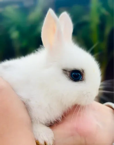 Vendo filhote de coelho MINI