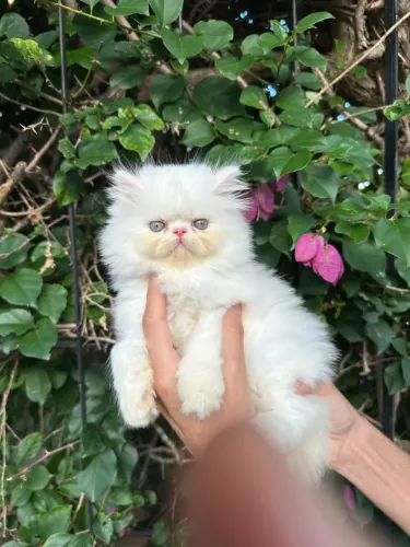 Lindos filhotes de gato persa
