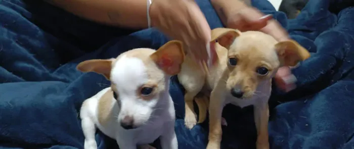 Cachorro pincher