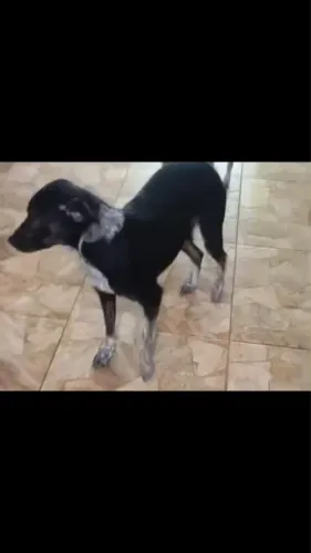 Adoção de cadela castrada
