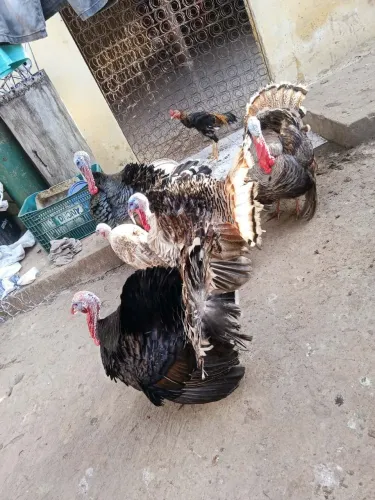 Peru