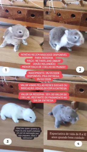 Coelho raça Netherland Dwarf disponível para reserva 