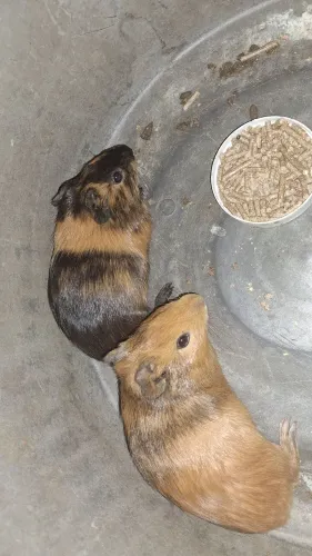 Porquinhos da Índia 