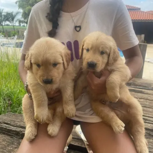 Filhotes de Golden Retriever | Patinhas cheias de entusiasmo.