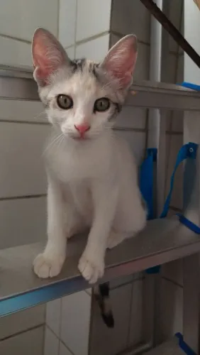 Adoção - gatinha fêmea
