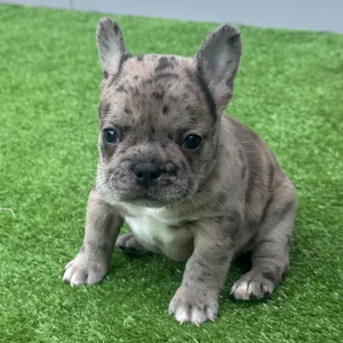BullDog Francês: Vacinados e vermifugados