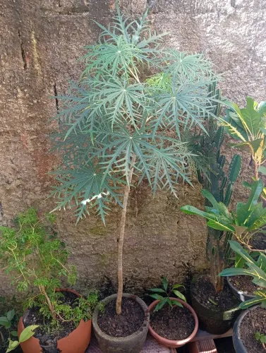 Muda De Merthiolate muda de Mercúrio - Jatropha Multifida Mertiolate