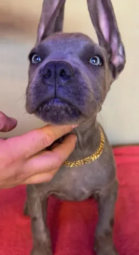 CANE CORSO