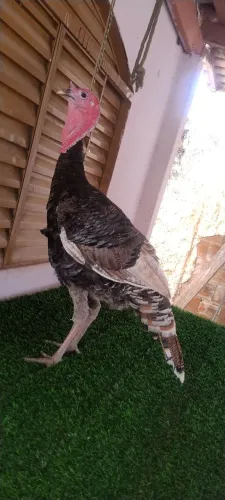 Peru