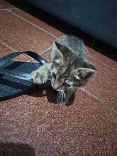 GATINHA FÊMEA PARA ADOÇÃO