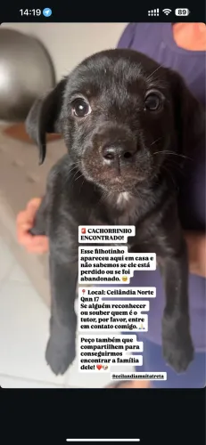 Cachorrinho