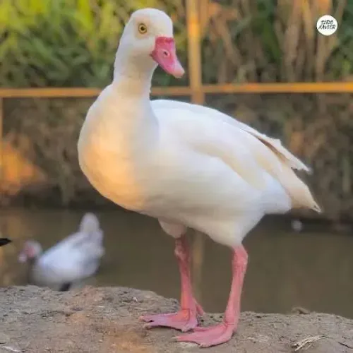 Ganso do Egito