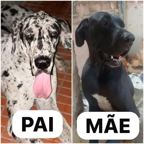 Vendo lindos filhotes de cani-corso x dog alemão