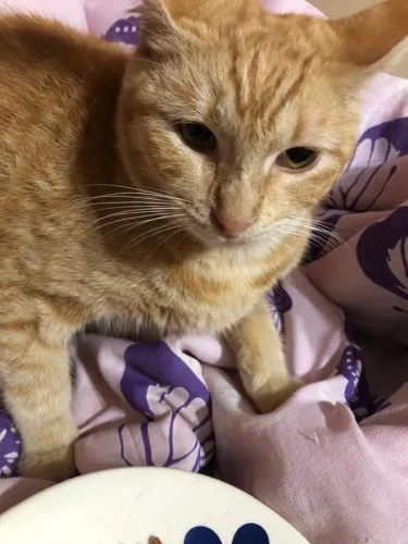 Doa-se gata fêmea