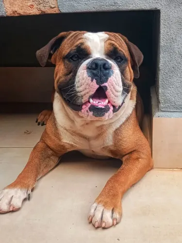 Buldog campeiro