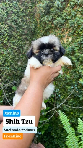Filhote de Shih tzu Macho