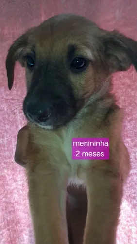 cachorrinhos esperando por um dono