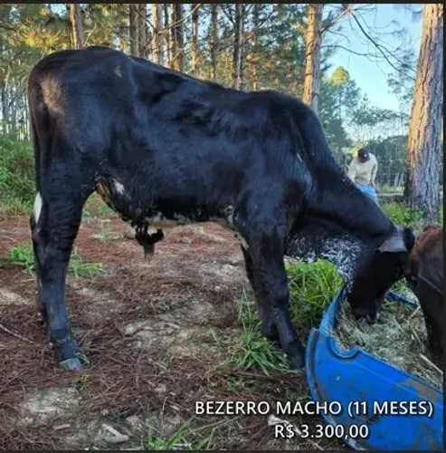 BEZERRO MACHO 11 MESES
