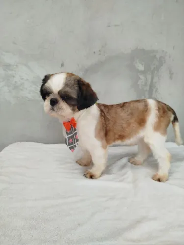 Shih tzu