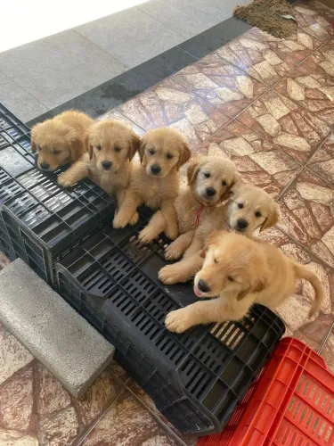 Golden retriever pedigree fêmeas e machos