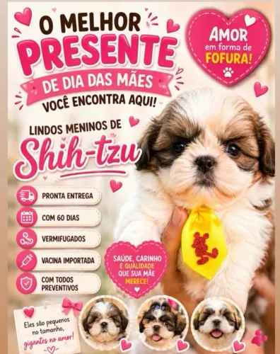 Filhotes de ShihTzu Pelos Lisos e Lindos!