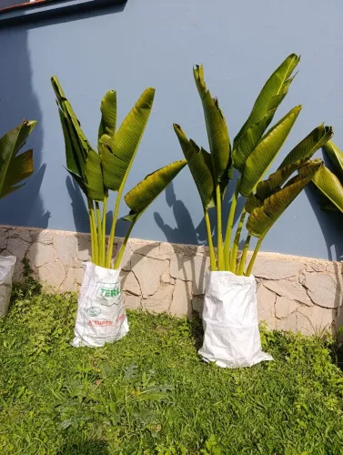 Planta Ravenala ou Palmeira do viajante