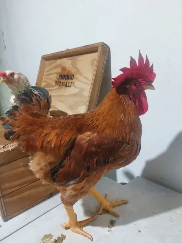 Galo raça rhode island 