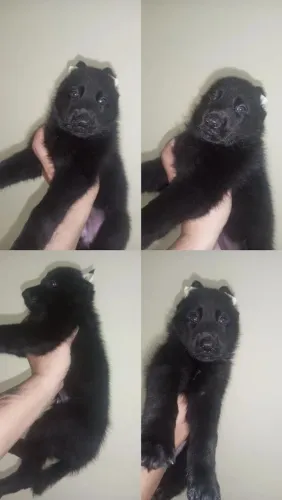 Cachorro