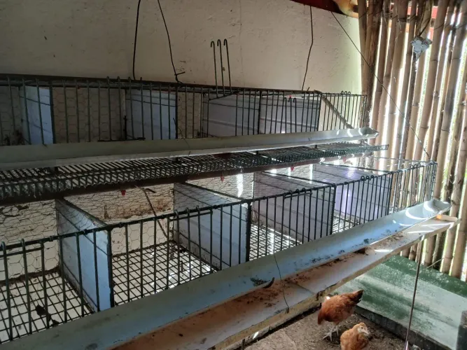 Bateria de codorna