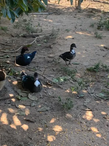 Patos