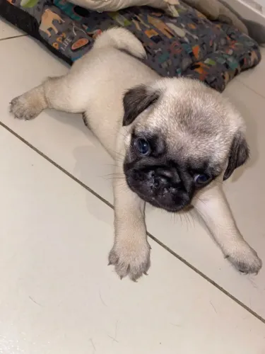PUG filhote - parcelo no cartão 10x