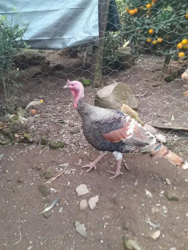 Peru adulto 