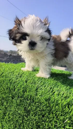 Shih Tzu Olha quem está disponível