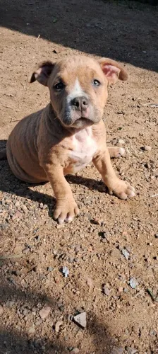 American Bully filhote 