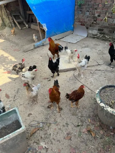 VENDO FRANGOS, PATOS E PINTOS.
