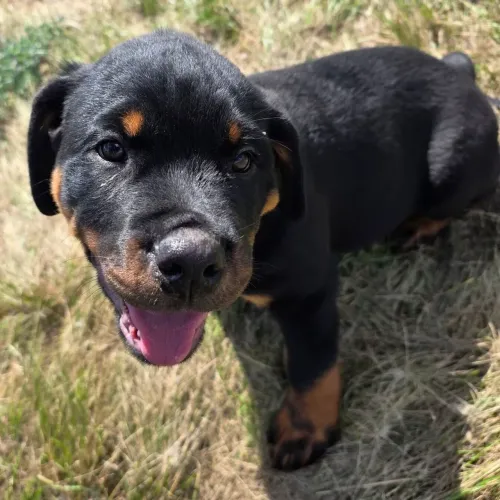 Rottweiler/Força, imponência e uma lealdade incondicional. 