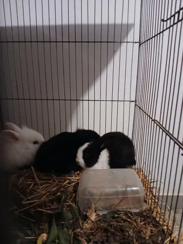 Coelhos filhotes