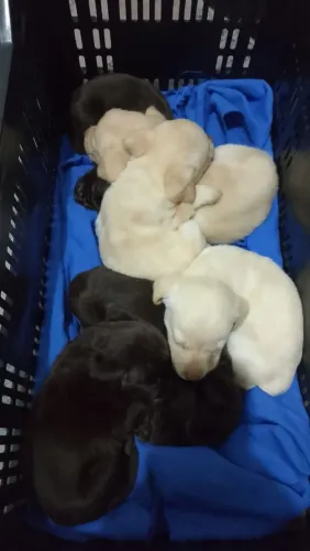 Filhotes de labrador 
