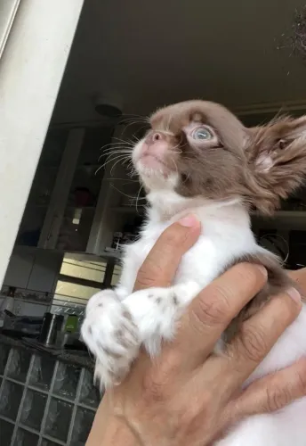Chihuahua chocolate/branco Pelo Longo.