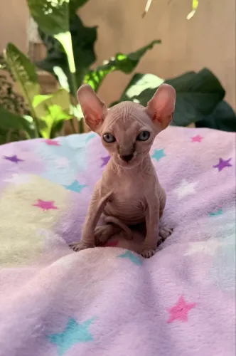 Filhotes Sphynx pra Reserva