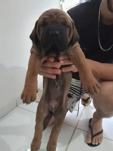 Filhote fêmea de fila brasileiro