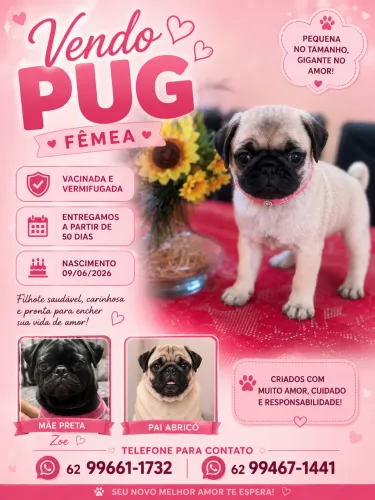 Vendo Filhote de Pug
